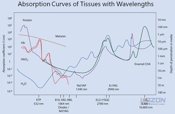 Absorption curves of tissues with wavelengths